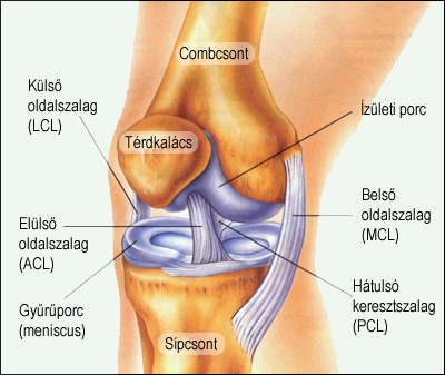 Dr. Diag - Térdízületi monarthritis