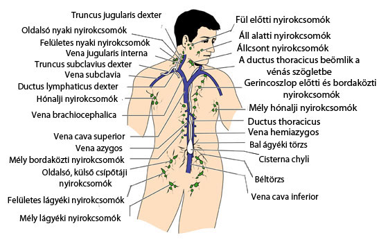 Nyirok méregtelenítés A nyirokrendszer tisztítása