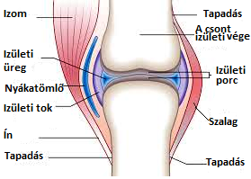 nem szteroid gyulladáscsökkentő szerek csontritkulás kezelésére a lábak ízületeinek periarthritis kezelése