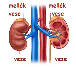 mellékvese szerepe